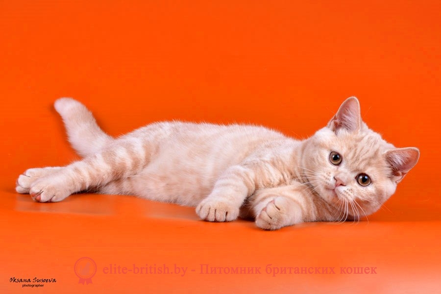 Британский котенок Sheridans (Шериданс) кремового окраса