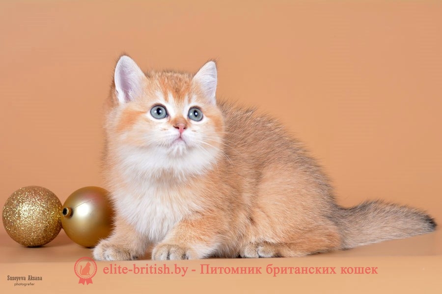 Британский котенок золотого окраса Gracie GOLDEN EYES*BY (Грейси)