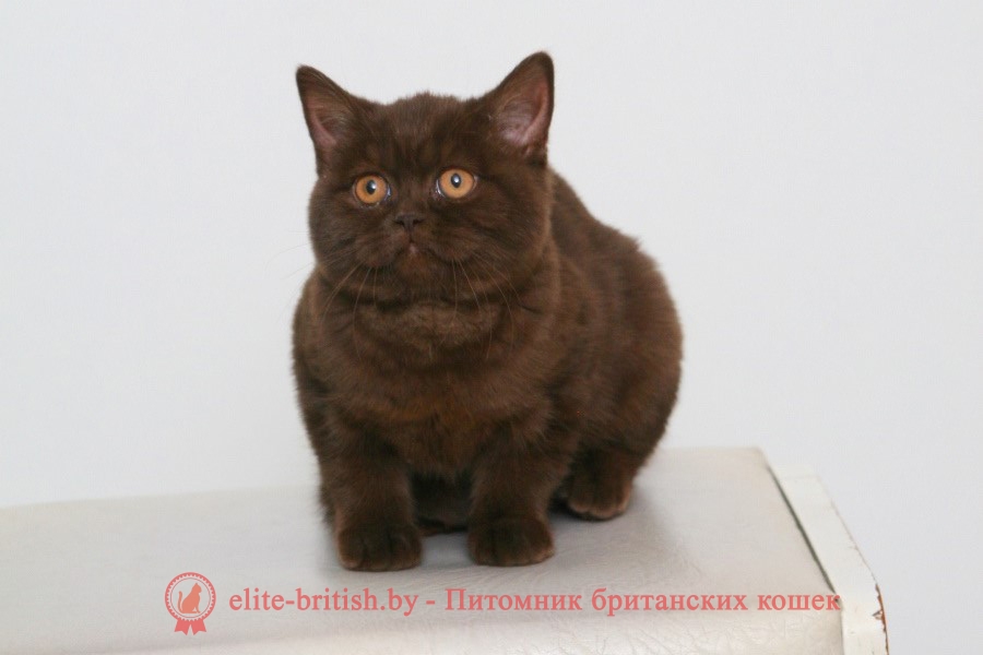 Шоколадный однотонный британские котенок Ханни