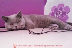 Британский кот CH. Apollon Grey Sharm*BY (Bri c)