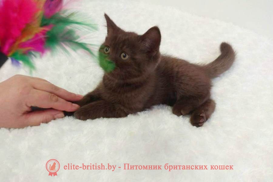 Шоколадный британский котенок, мальчик Халиф