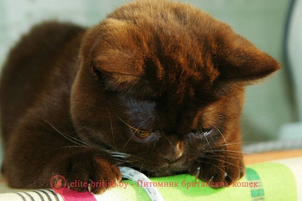 Британская кошка шоколадного окраса Норка