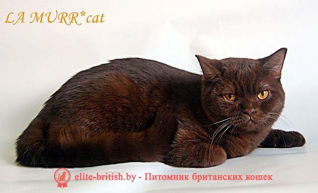 Британская кошка шоколадного окраса Норка