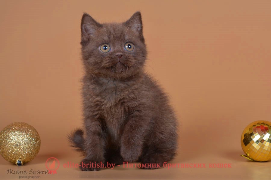 Британский шоколадный котенок Кристофер