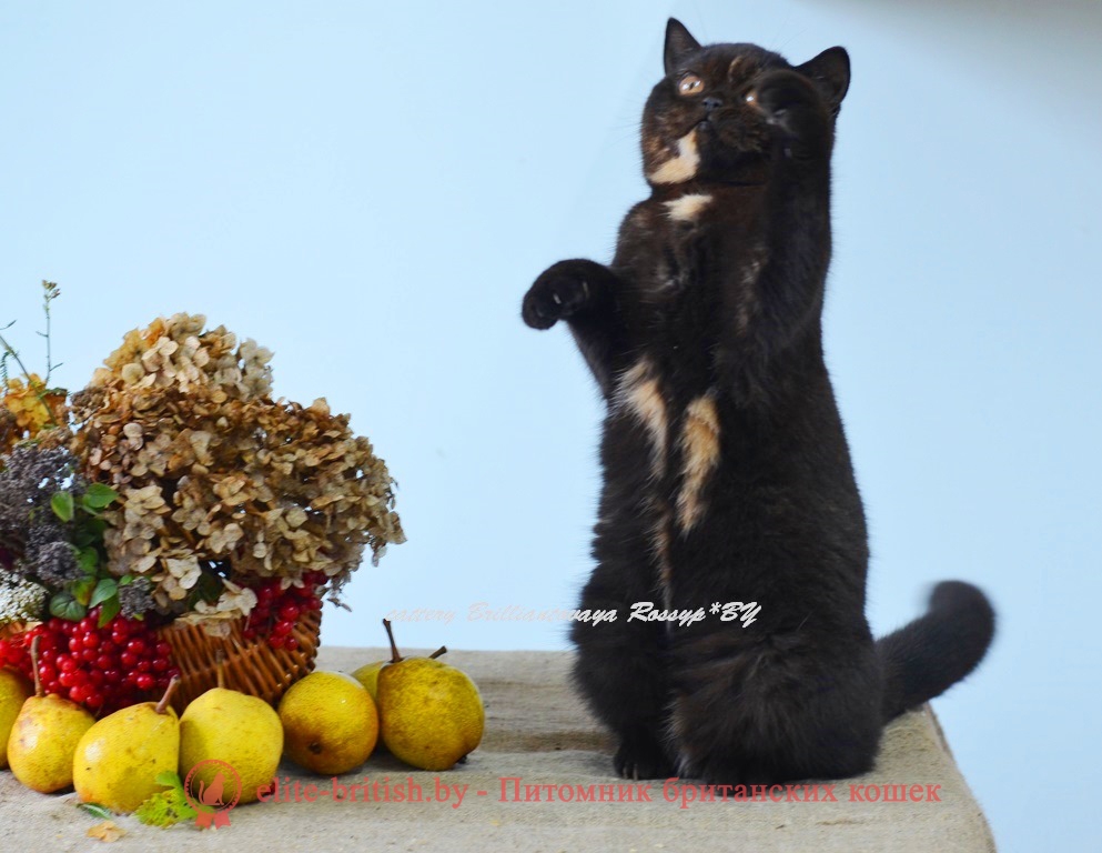 Британская кошка Джакарта черного черепахового окраса
