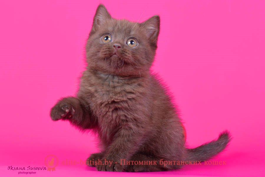 Британский шоколадный котенок Кристофер