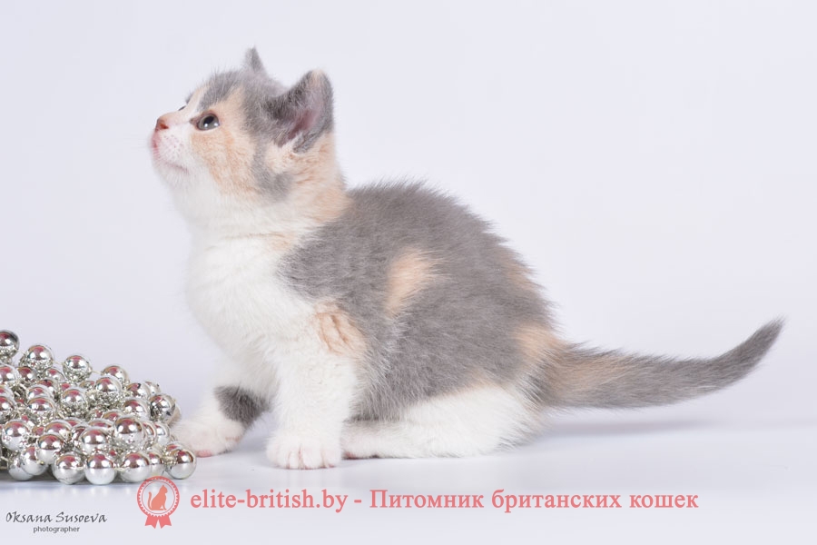 Британский котенок, окрас голубо-кремовый биколор (калико, триколор) (BRI g 03), девочка Ника