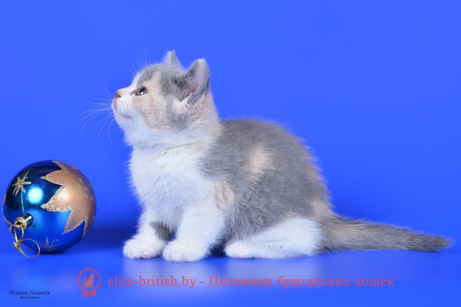 Британский котенок Ника, окрас калико (триколорный, голубо-кремовый биколор)
