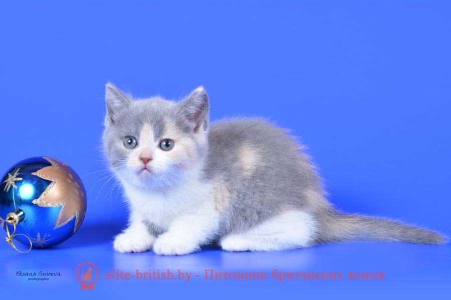 Британский котенок Ника, окрас калико (триколорный, голубо-кремовый биколор)