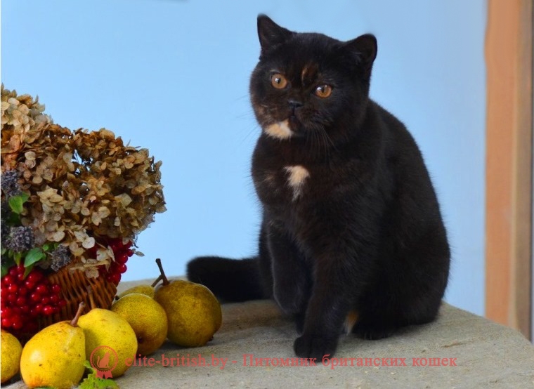 Британская кошка Джакарта черного черепахового окраса
