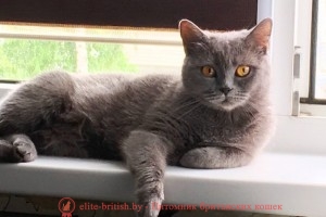 Британская кошка Zafira Beatrice Cat