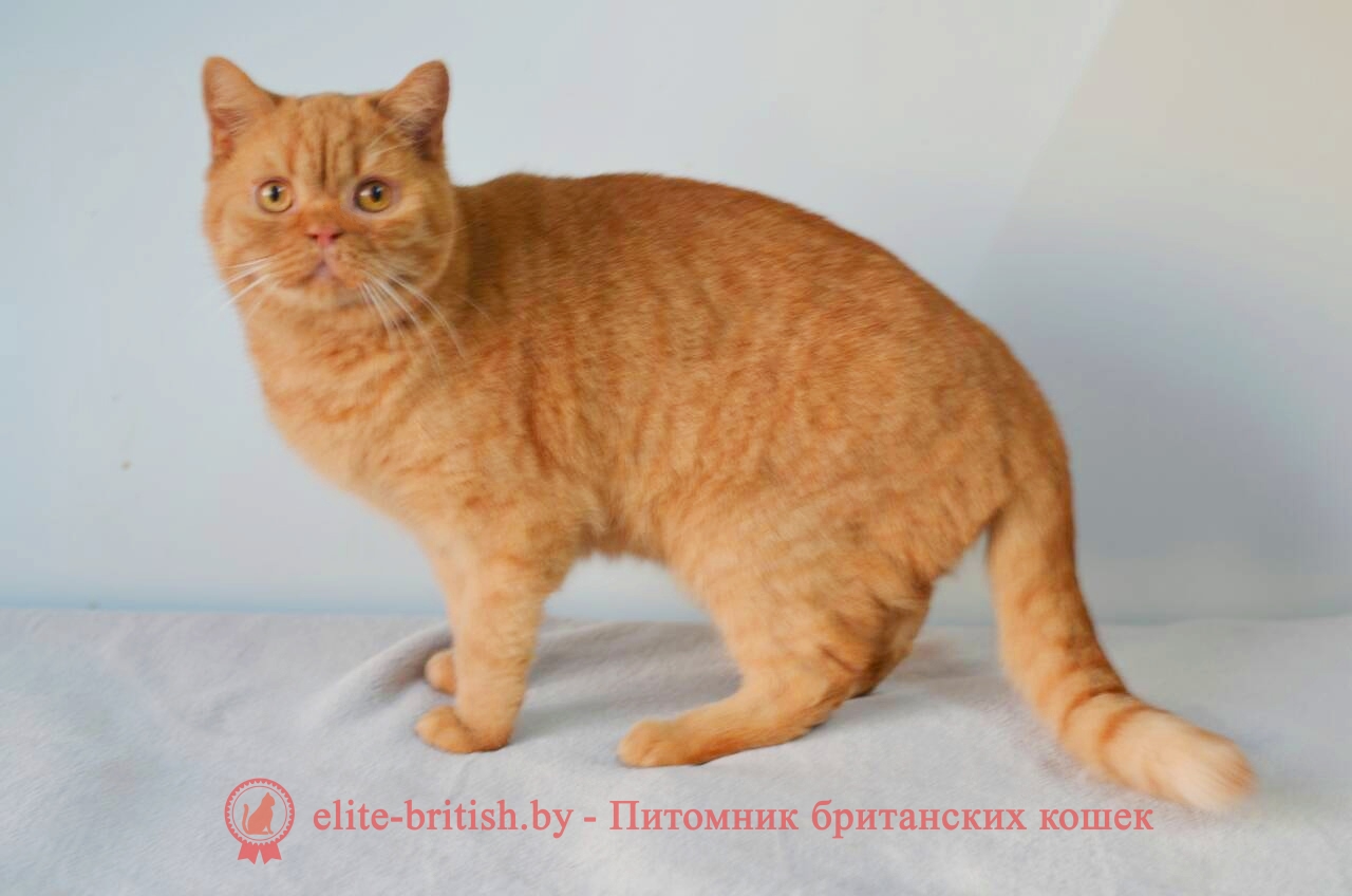 Британский кот Федор красного (рыжого) окраса