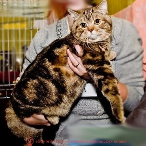 Британский кот шоколадный мрамор CH FIFE Oskar Danian (BRI b 22)
