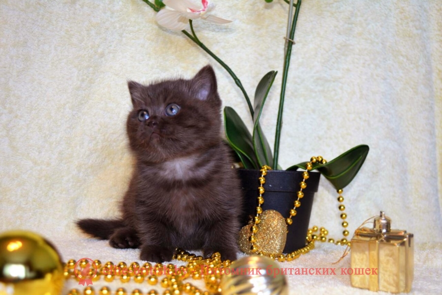 Британский котенок, девочка шоколадного окраса, помет 09.01.2018