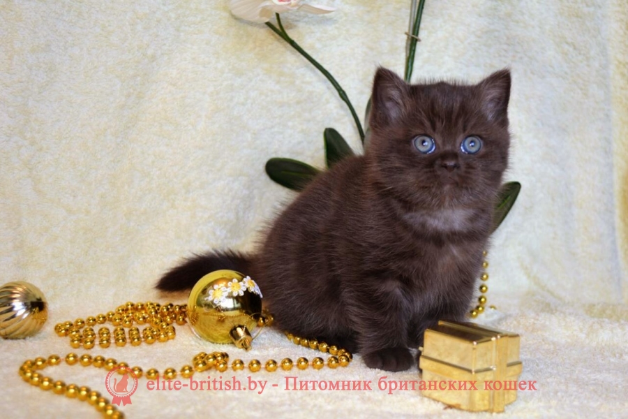 Британский котенок, девочка шоколадного окраса, помет 09.01.2018
