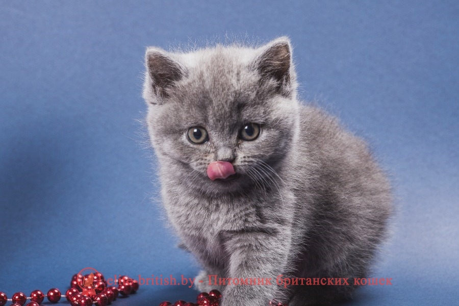 Голубые британские котята, помет от 22.11.2017