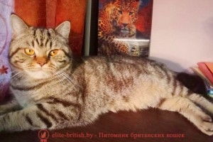 Британская кошка шоколадный мрамор CH FIFE Oskar Danian (BRI b 22)