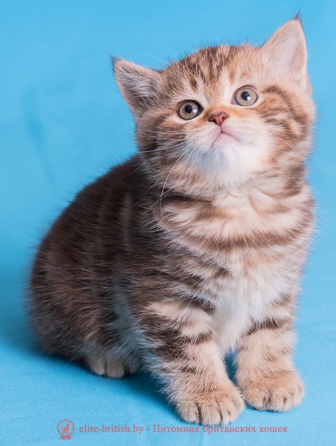 Британский котенок шоколадного мраморного окраса, помет от 03.01.2018
