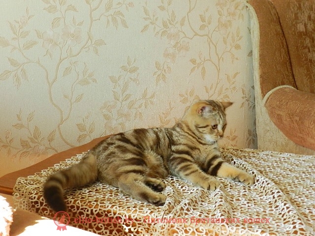 Британские котята шоколадного мраморного окраса, девочки