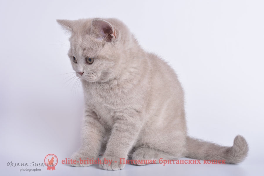 Британский котенок лилового окраса Ивар, помет 17.01.2018