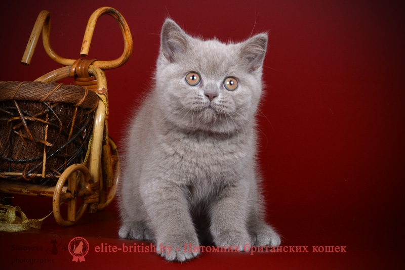 Лиловые британские котята девочки, помет от 22.11.2017