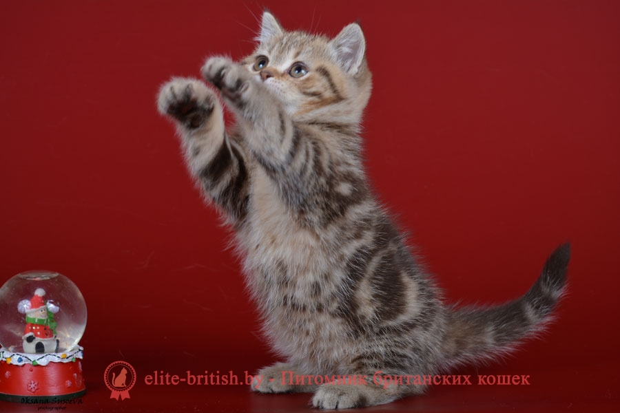 Британские котята шоколадного мраморного окраса, девочки