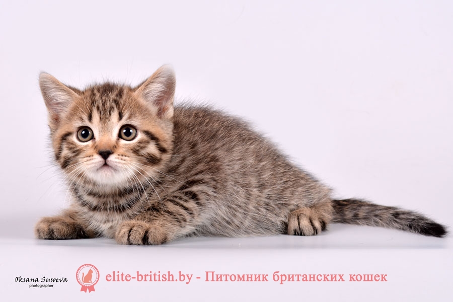 Британский котенок черного пятнистого окраса Frederik (Фредерик)