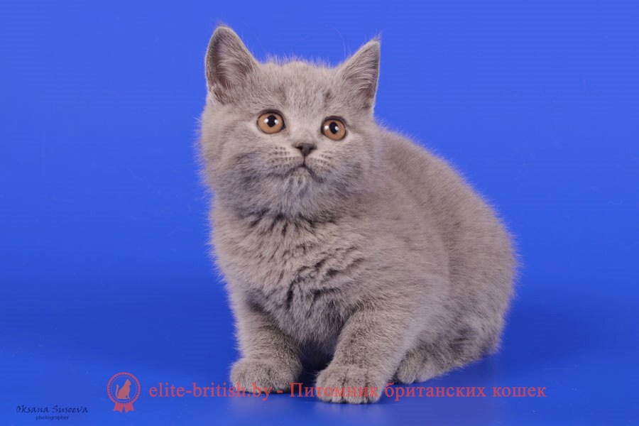 Британский котенок голубого окраса Diamond (Даймонд), помет 23.12.2017