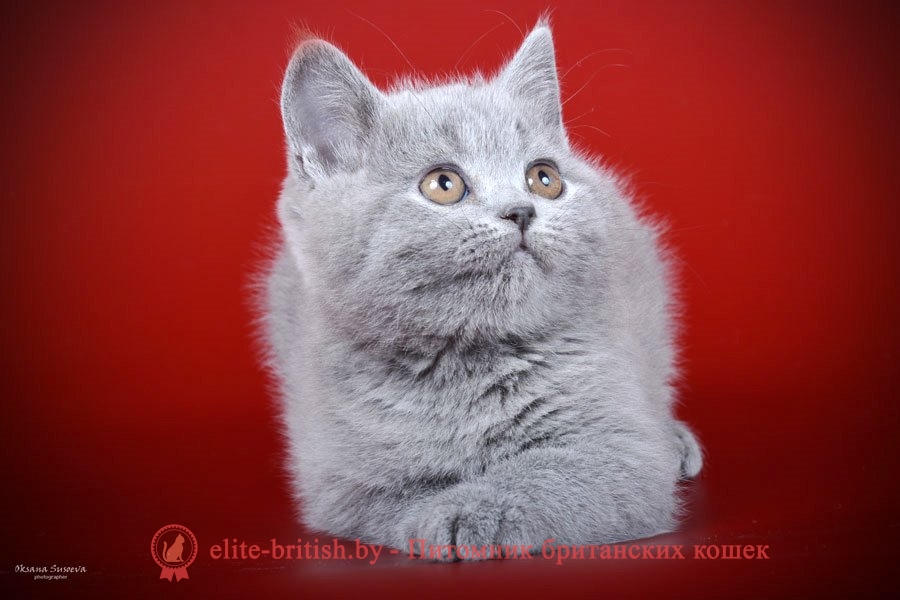 Британский котенок голубого окраса Diamond (Даймонд), помет 23.12.2017