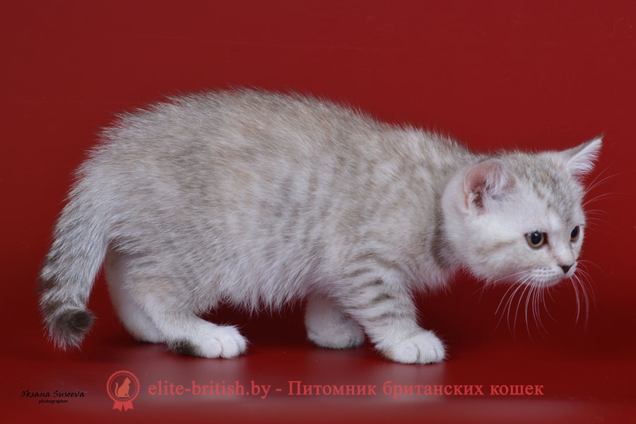 Британский котенок черепахового серебристого пятнистого окраса Felicia (Фелиция)