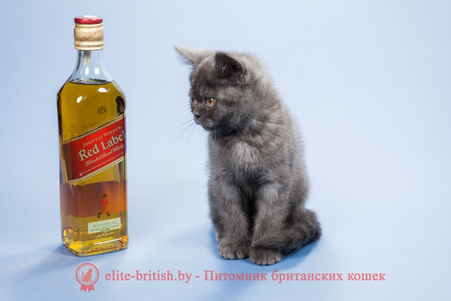 Британский котенок голубой дымчатый