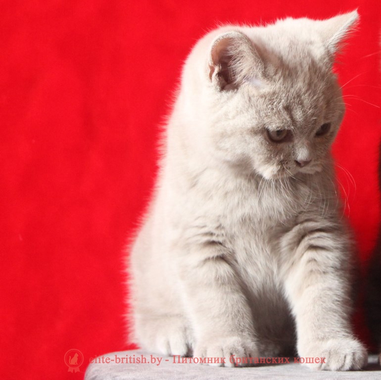 Британский котенок лилового окраса Ивар, помет 17.01.2018