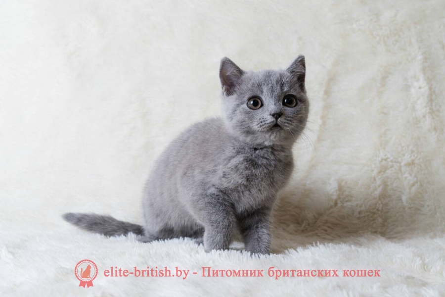 Кошечка Босния, британский котенок голубого окраса