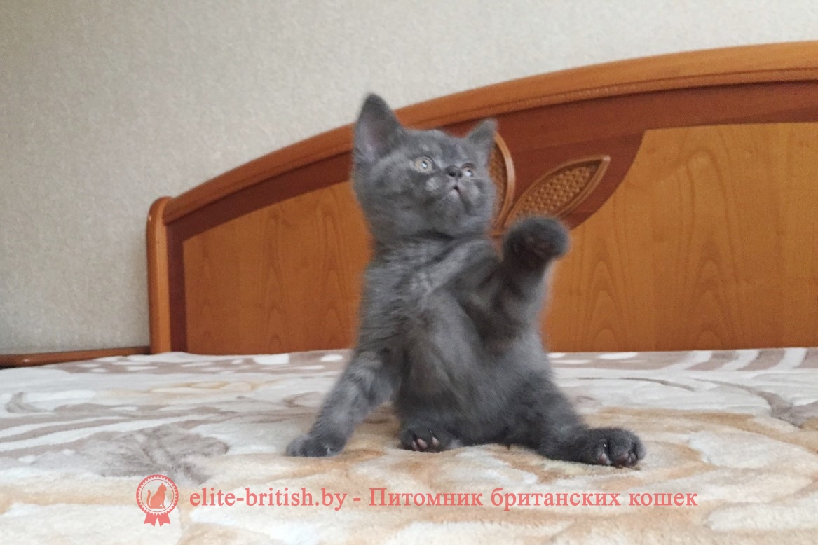 Британский котенок голубой дымчатый