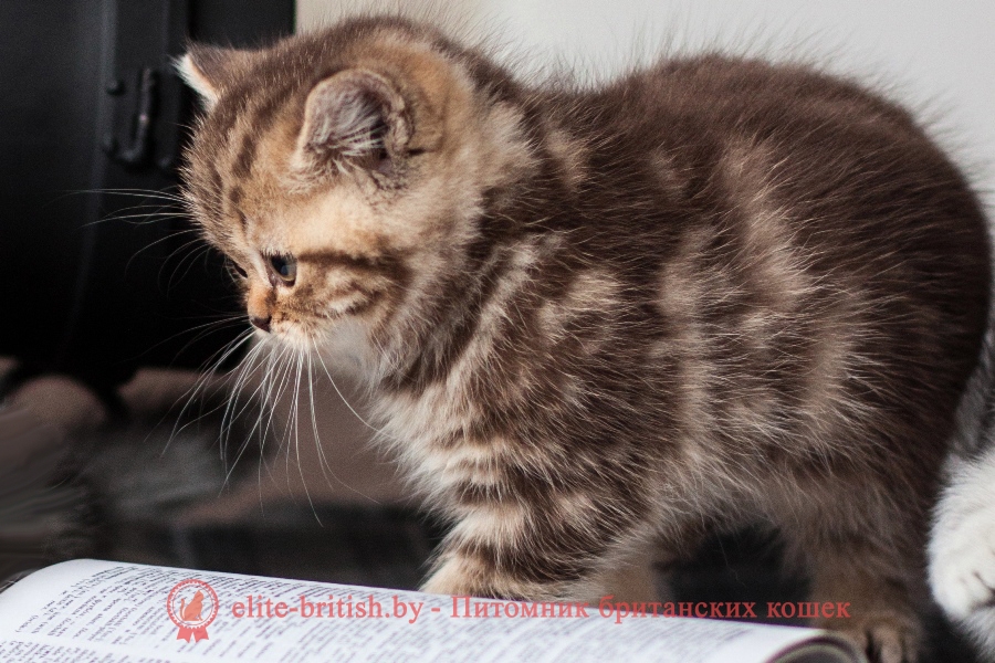 Британский котенок Chockey Marble Pride (Чоки), окрас шоколадный серебристый мраморный