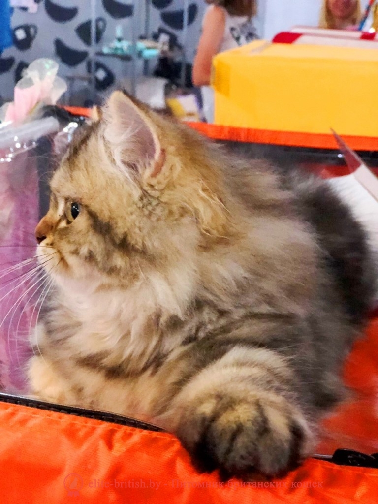 Британский котенок золотого мраморного окраса, длинношерстный, помет 7.02.2018