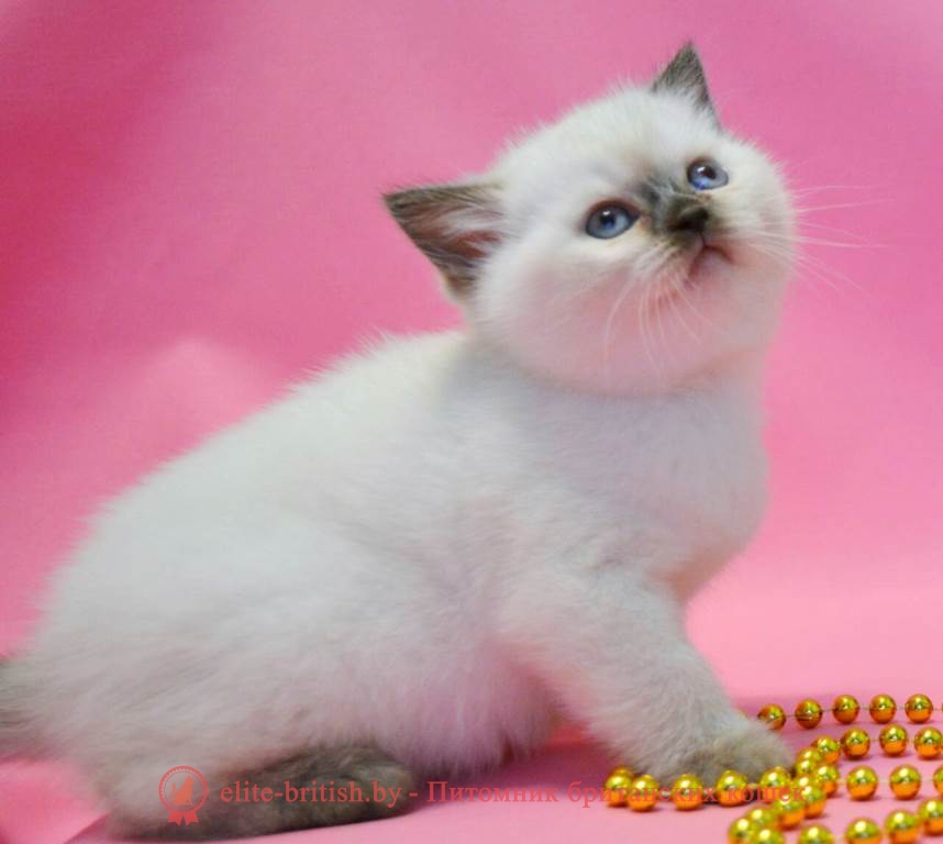 Британский котенок шоколад пойнт-окраса