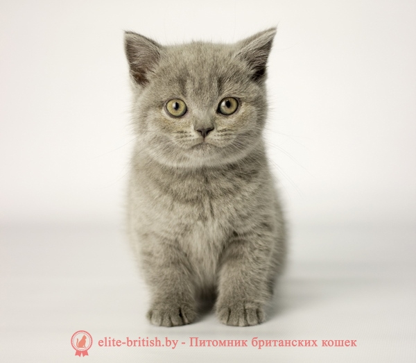 Британский котенок голубого окраса Аfrodita Sweet miracle (Афродита)