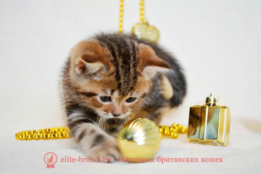 Британские котята окраса шоколадный мрамор, помет 09.01.2018