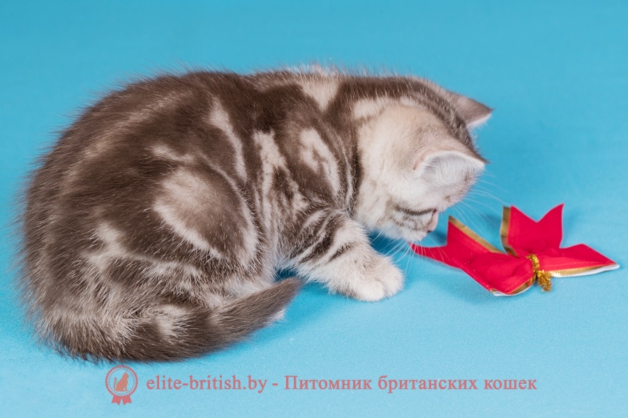 Британский котенок шоколадный серебристый мраморный (BRI bs 22), помет от 03.01.2018