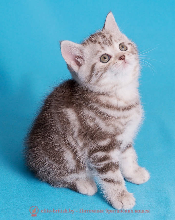 Британский котенок шоколадный серебристый мраморный (BRI bs 22), помет от 03.01.2018