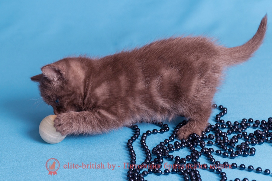 Британский котенок шоколадного окраса, помет от 03.01.2018