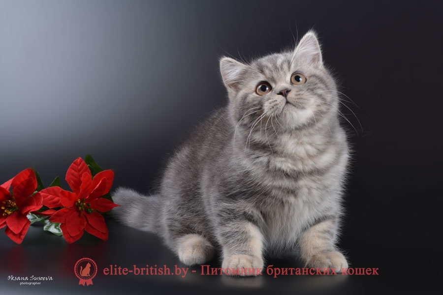 Британский котенок Chase Marble Pride (Чейз)
