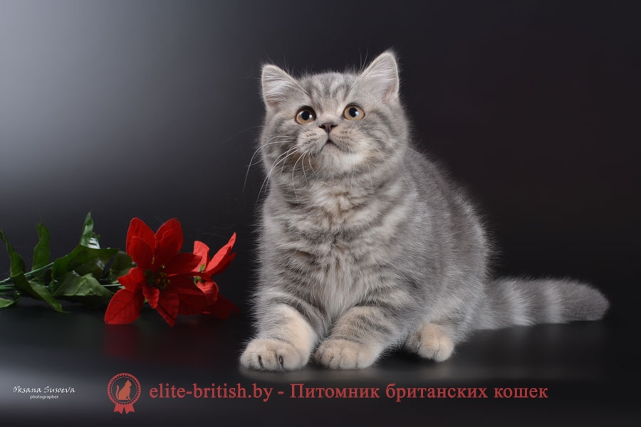 Британский котенок Chase Marble Pride (Чейз)