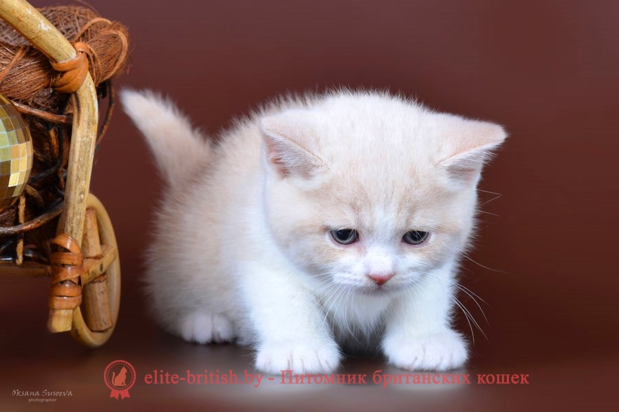 Британские котята кремовые биколоры