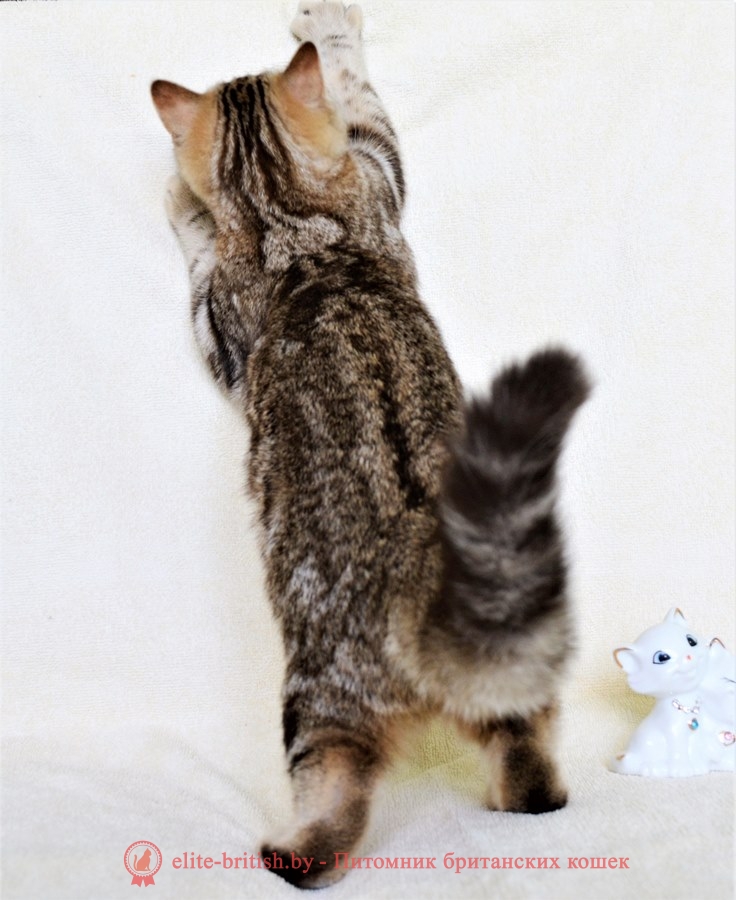 Британские котята окраса шоколадный мрамор, помет 09.01.2018
