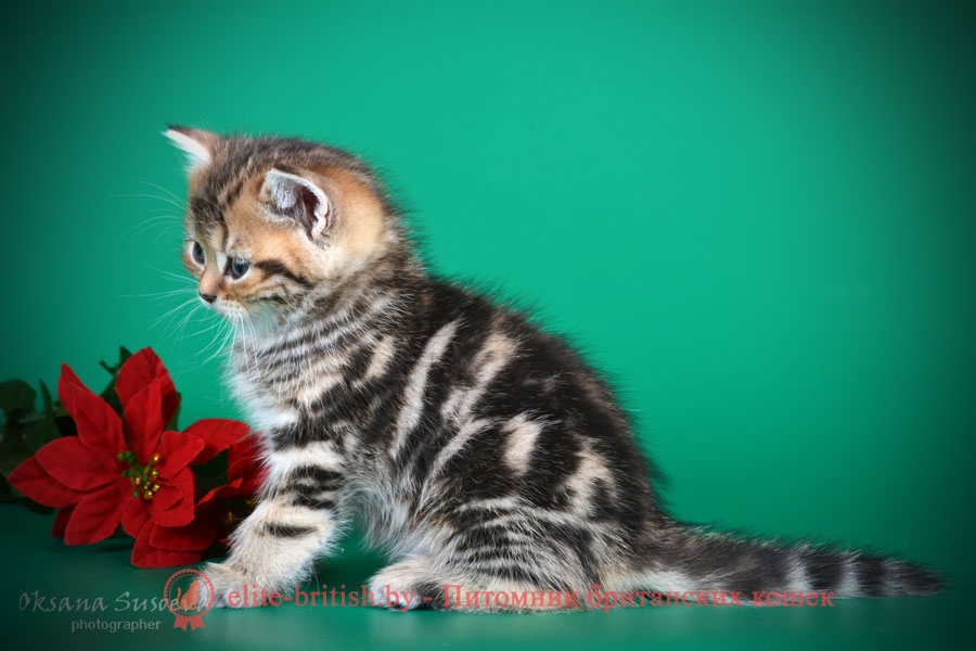 Британский котенок золотого мраморного окраса Marsel, помет 7.02.2018