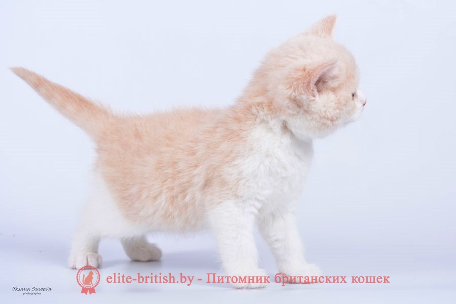 Британские котята кремовые биколоры