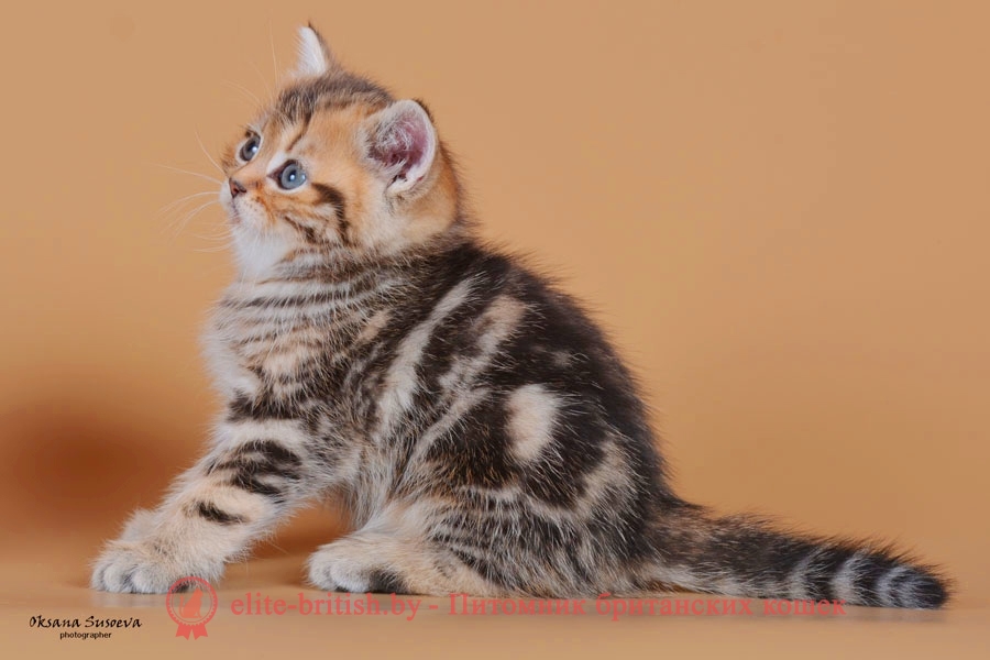 Британский котенок золотого мраморного окраса Marsel
