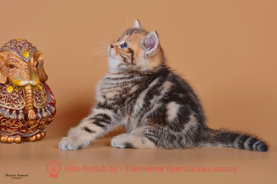 Британский котенок золотого мраморного окраса Marsel